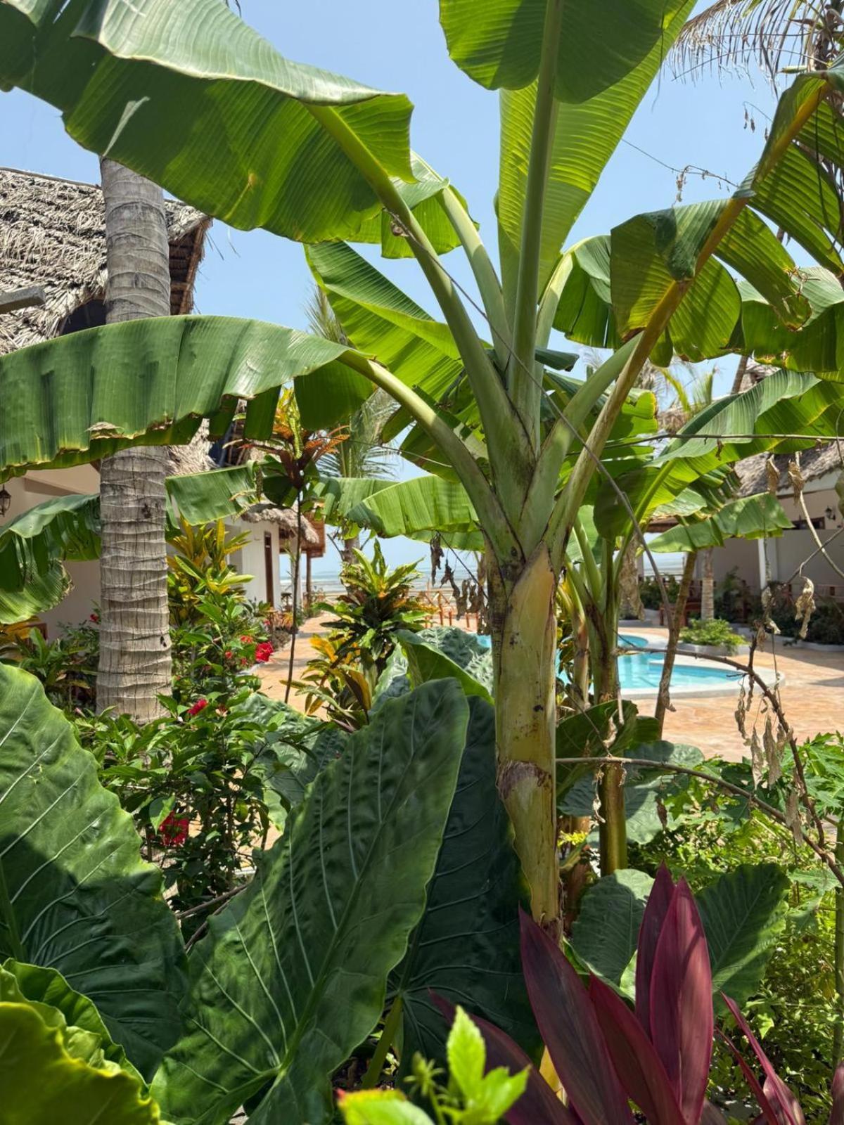 Zamu Hotel Uroa